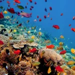 Nusa Lembongan, an Exotic Beach With Underwater Beauty in Bali
